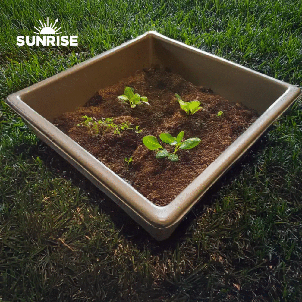 Sunrise Nurture Square